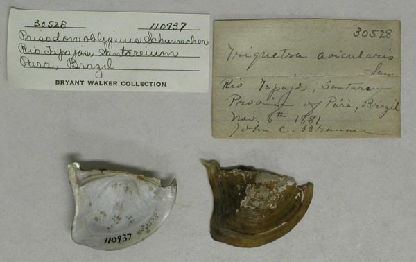 specimen