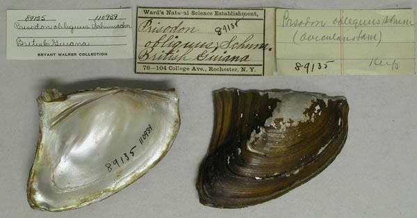 specimen