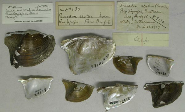 specimen