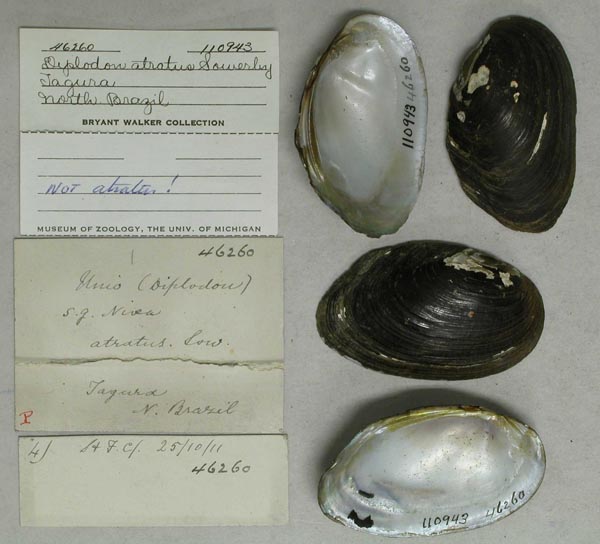 specimen