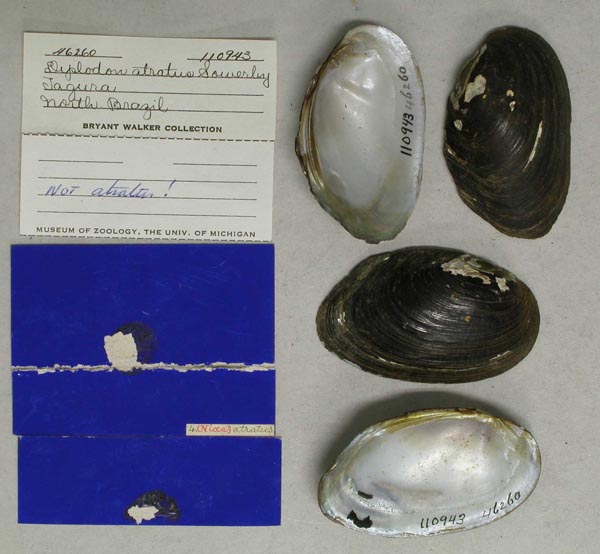 specimen