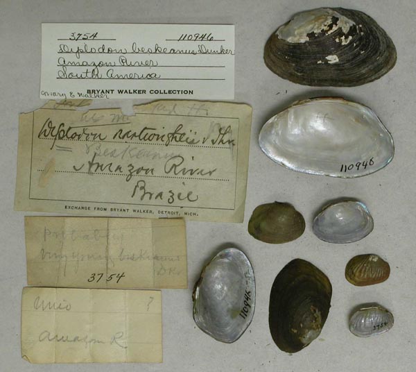 specimen