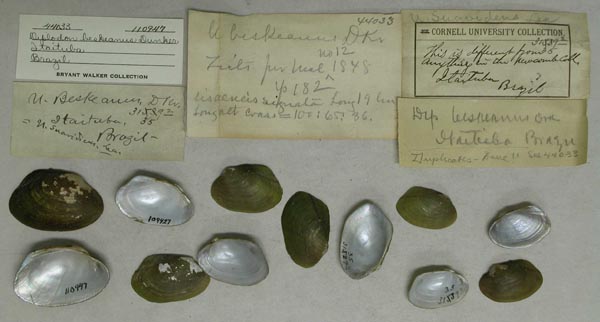 specimen