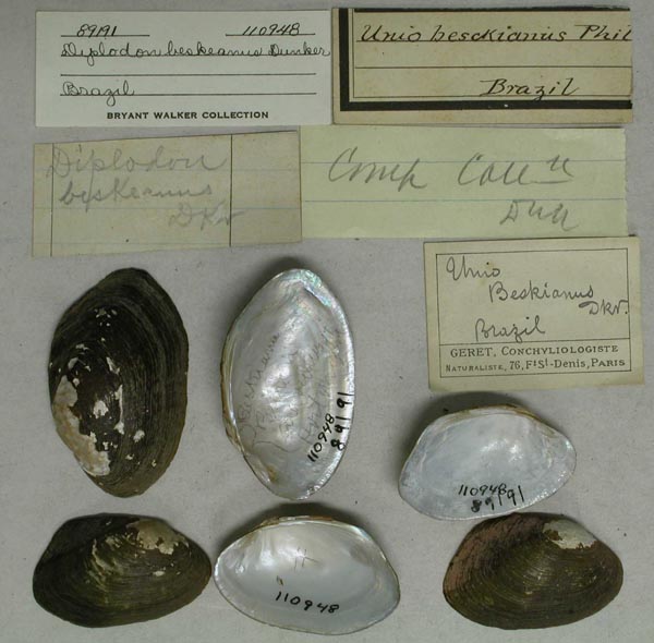 specimen
