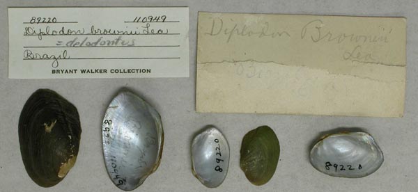 specimen
