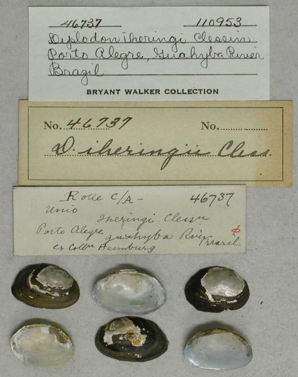 specimen