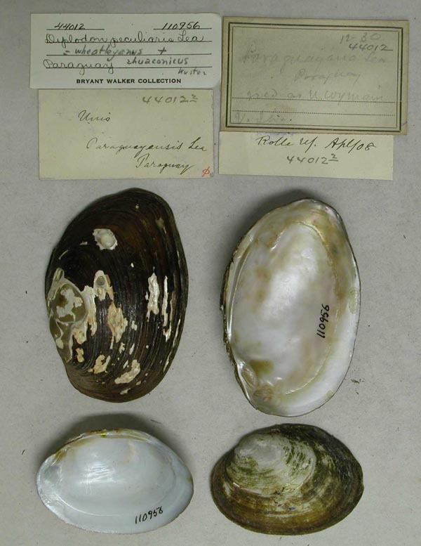 specimen
