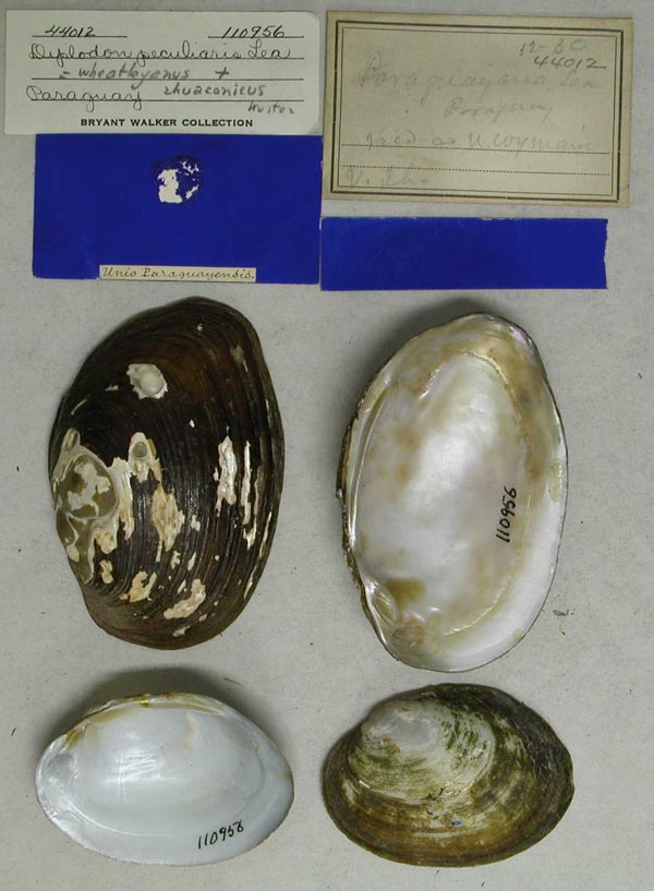 specimen