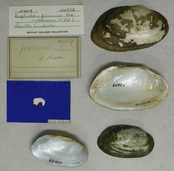 specimen