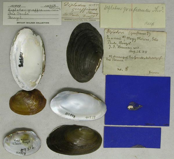 specimen