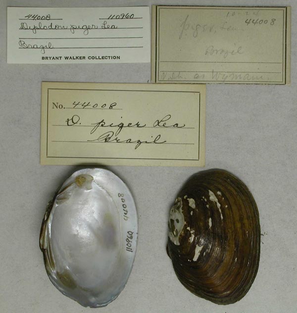 specimen
