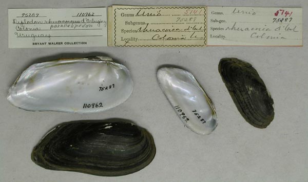 specimen