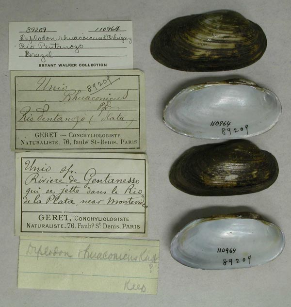 specimen