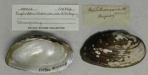specimen