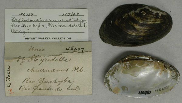 specimen