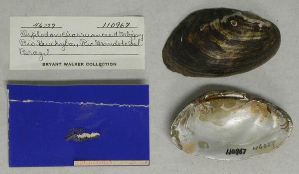 specimen