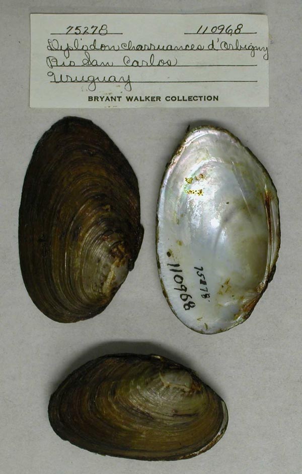 specimen