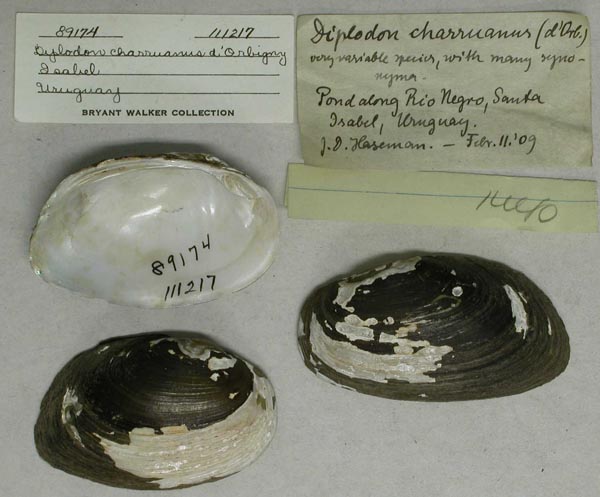 specimen