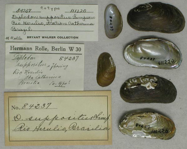 specimen