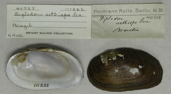 specimen