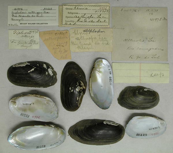 specimen