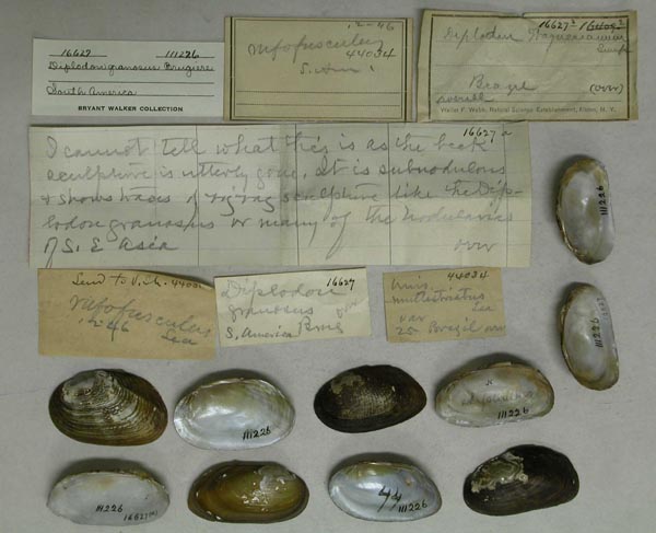 specimen