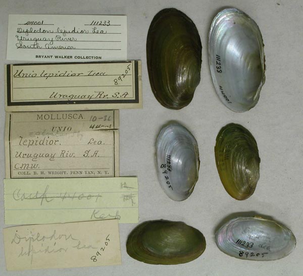 specimen