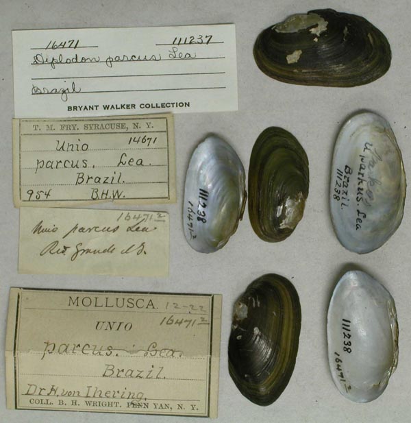 specimen