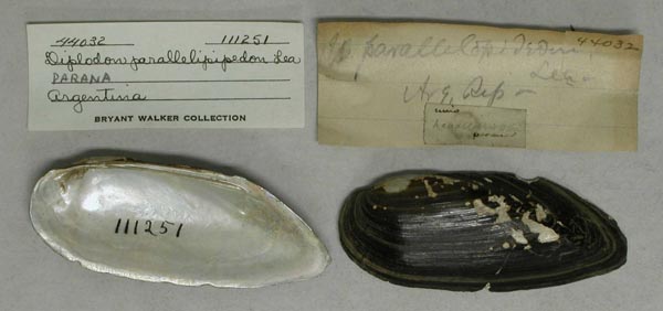 specimen