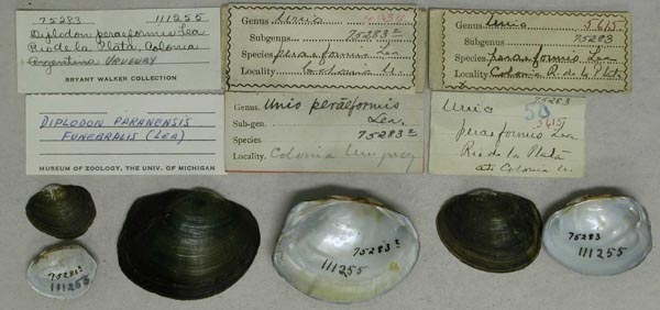 specimen