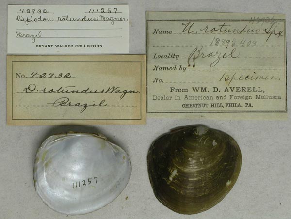 specimen