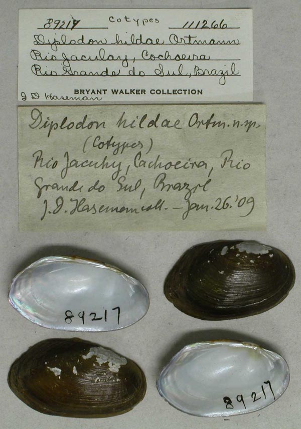 specimen