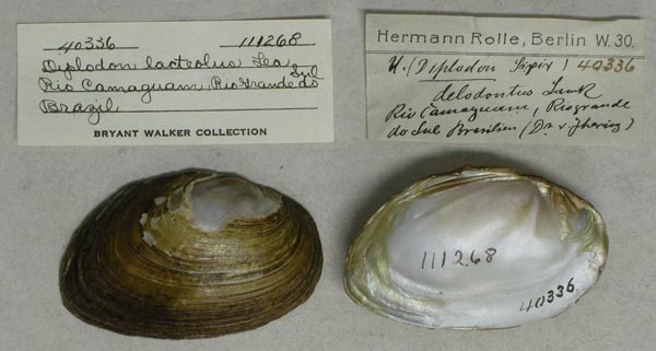 specimen