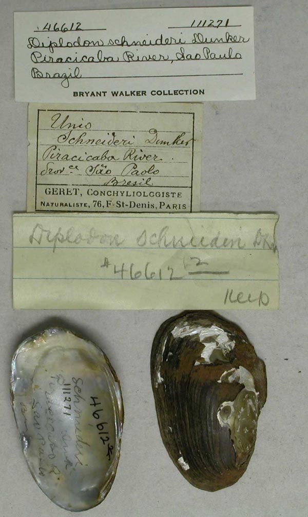 specimen