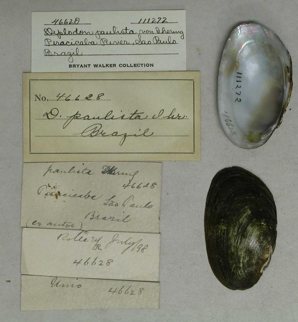 specimen