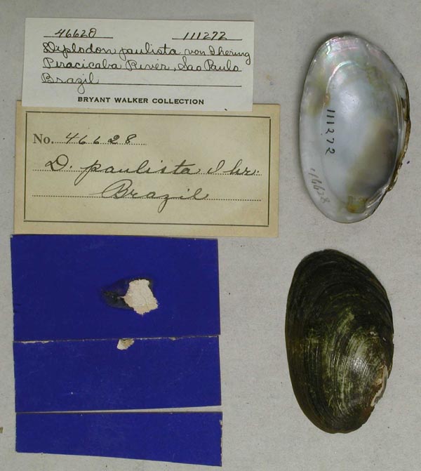 specimen