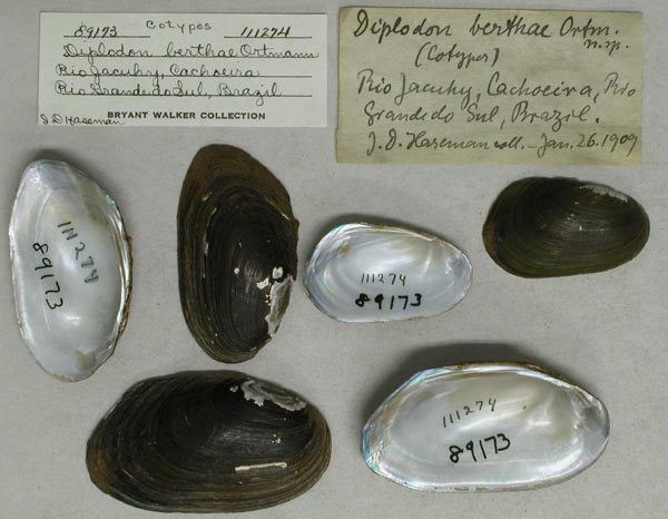 image of lot UMMZ_111274 image of lot UMMZ_111274