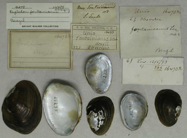 specimen