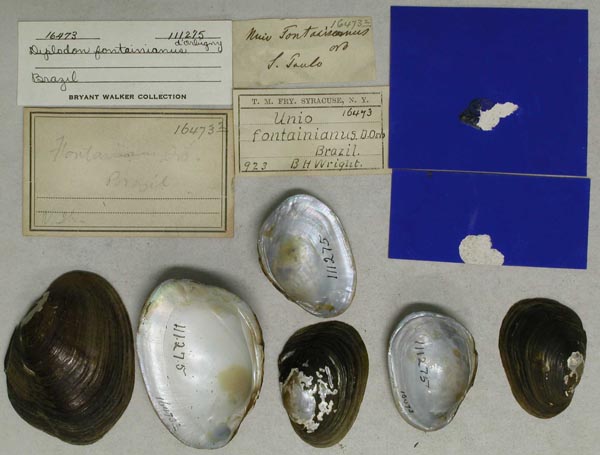 specimen
