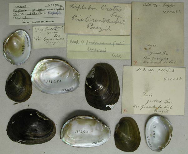 specimen