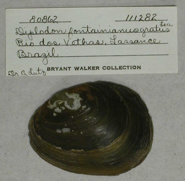 specimen