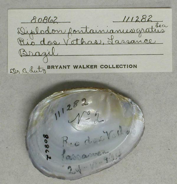 specimen