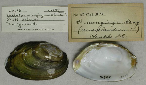 specimen
