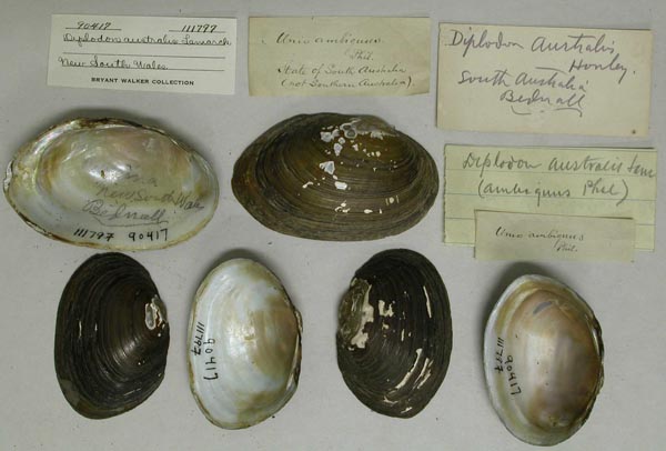 specimen
