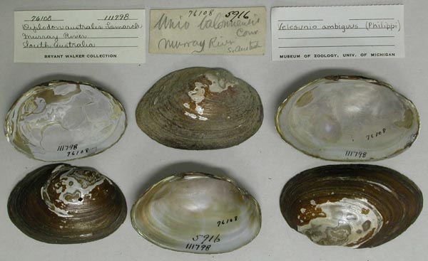 specimen