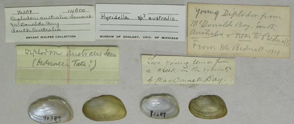 specimen