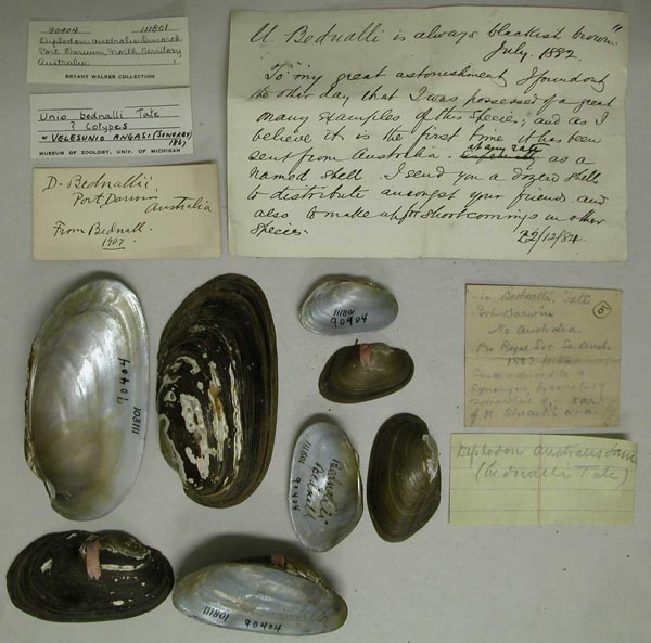 specimen