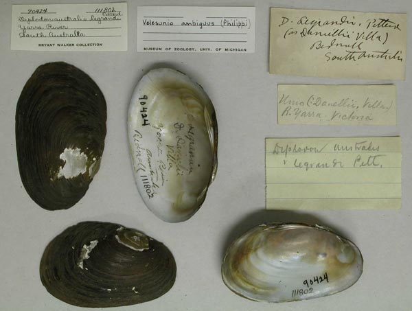 specimen
