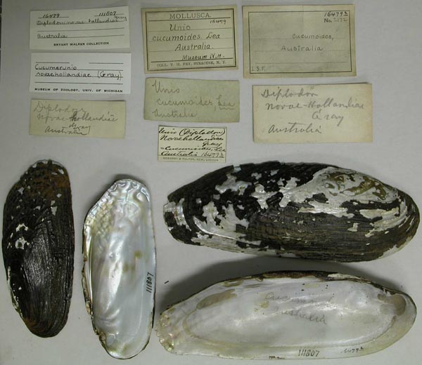 specimen