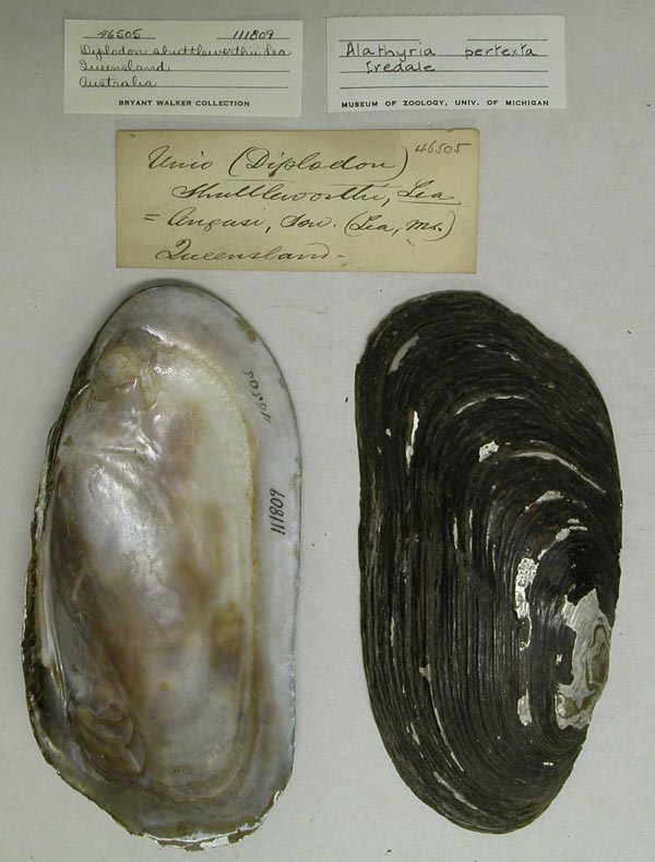 specimen